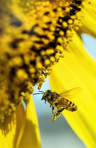 honey bee yellow bee flying beside flower bee